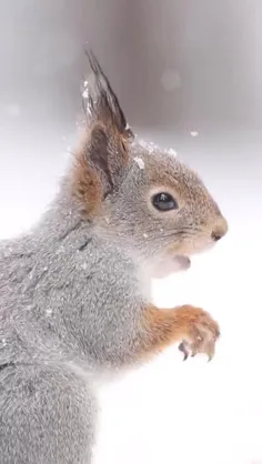 سلام صبح بخیر ❤️