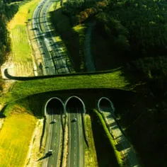 در کشور هلند بیش از ۶۰۰ پل مخصوص عبور حیوانات از بزرگ راه