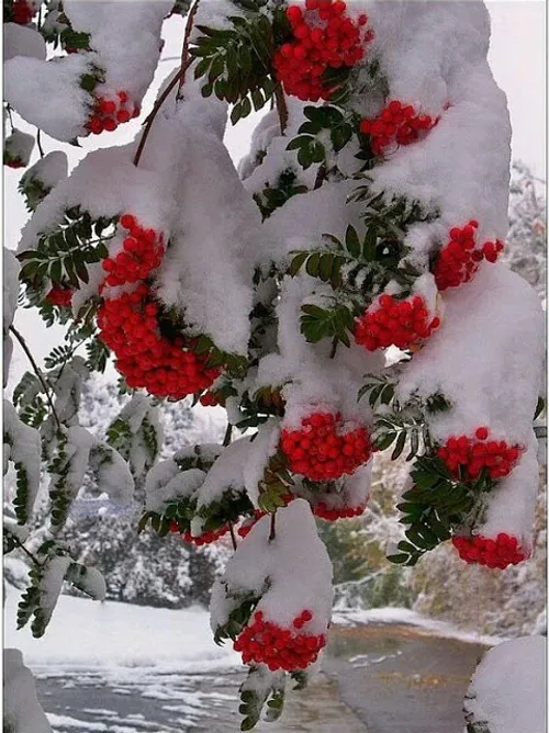 طبیعت زمستان!