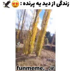 زندگی از دید پرنده🕊