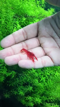 کوتوله مکزیکی Mexican dwarf crayfish یک خرچنگ آب شیرین اس