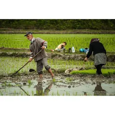 شروع فصل کاشت برنج در گیلان  http://www.mehrnews.com/phot