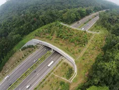 ‏ساخت پلی زیبا بر روی بزرگراه برای عبور حیوانات