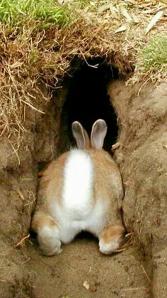 لونه‌ی #خرگوش