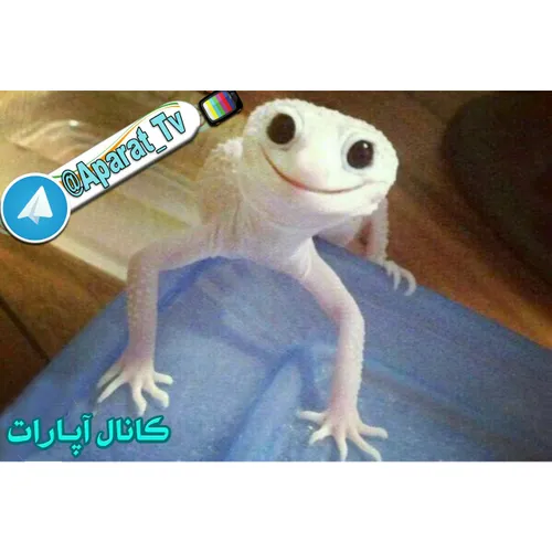 چه قدر خوشگله