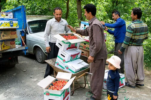 برداشت توت فرنگی درکوردستان