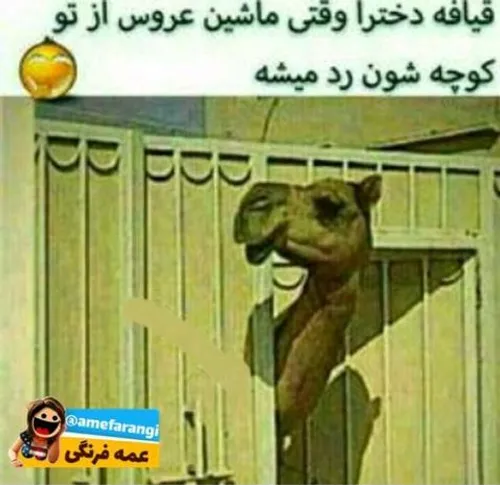 گوناگون saeaaaaaaa 21023693 - عکس ویسگون