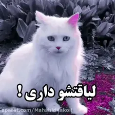 تو لیاقت خوردن املت رو داری😐💔