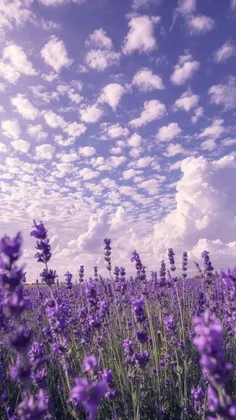 ┅────┅◍⃟💞❀