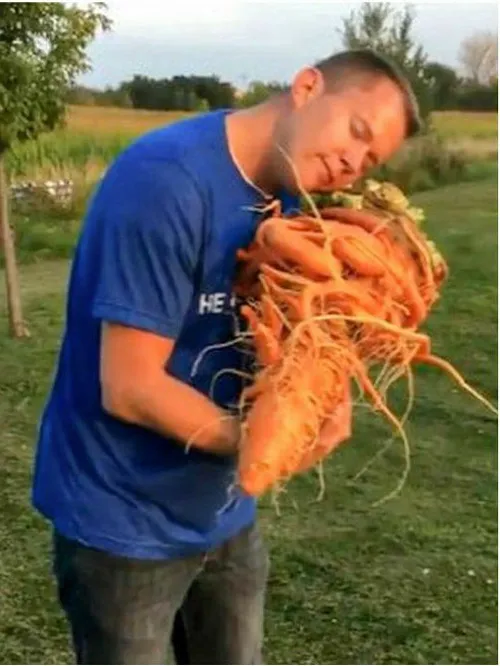 سنگین ترین هویج دنیا رو برداشت کردن حدود 10 کیلو وزنش بود