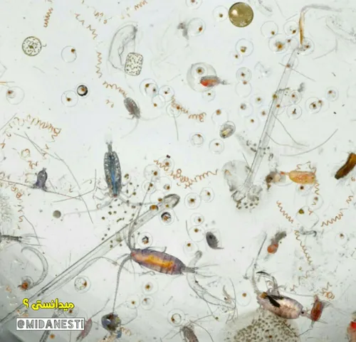 تصویری از 1 قطره آب دریا در زیر میکروسکوپ که 25 بار بزرگن