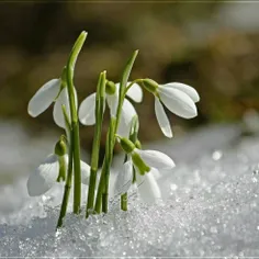 باز عالم و آدم و پوسیدگان خزان و زمستان خندان و شتابان به استقبال بهار می‌روند 
تا اندوه زمستان را به فراموشی بسپارند