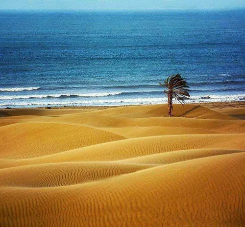 تقابل زیبای نخل و رمل و دریا در ساحل زیبای «دَرَک» در سیس