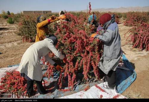 آغاز فصل برداشت زرشک در خراسان جنوبی