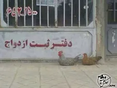 عجب دفتر ازدواجی