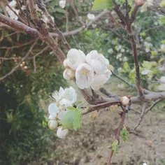 خودم گرفتم شکوفه درخت انار