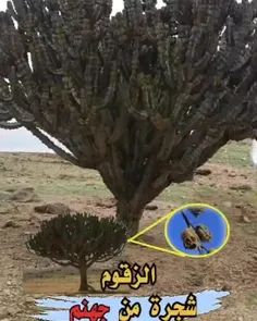 درخت زقوم درختی با چندین  سر