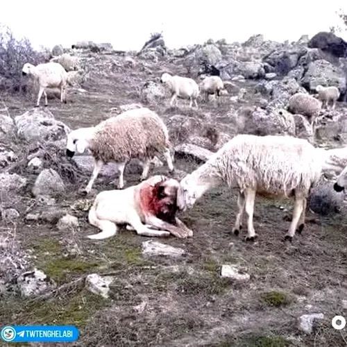 این گوسفند که قدرِ سگی رو که برای امنیتش مجروح شده میدونه