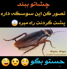 به زیباترین حِس سه کیلو سوسک هدیه داده خواهد شد😎 😅 😅