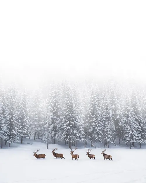 خلاقیت هنر عکاسی طبیعت حیوانات گوزن برف زمستان
