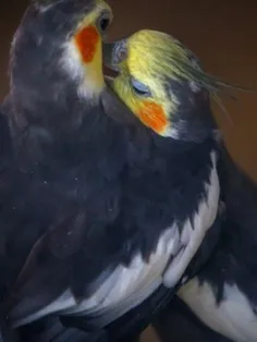 تصویری عاشقانه در باغ پرندگان تهران 