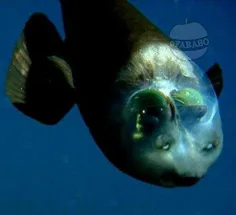 "شیشه سر" گونه ای عجیب از ماهی که با پوشش شیشه ای اعضای د