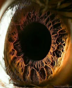 چشم انسان از نمای نزدیک 