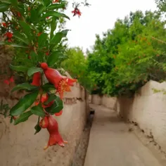 کوچه باغ‌های اردیبهشتی😍💚