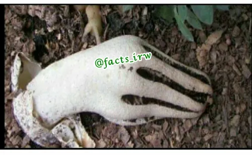 این نوع قارچ که قارچ زامبی یا شیطان نام دارد به صورت یک د