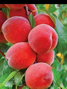 #خوراکی #میوه‌ها #هلو #تصویر_پشت_صفحه  ،