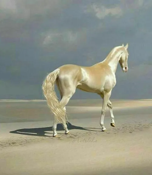 Beautiful horse