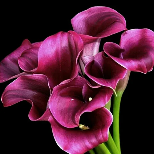 این گل وتقدیم میکنم به همه دوستان ویسگونی