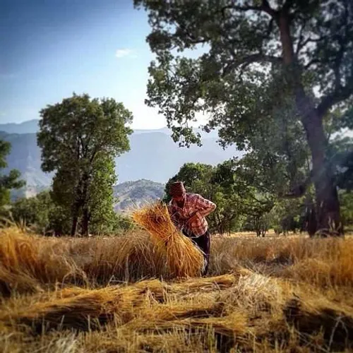 A farmer at work. Lorestan, Iran. Photo by Seyed Hadi Hos