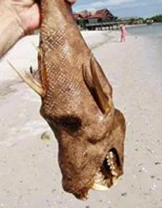 نگهداری این ماهی ک از نسل دایناسورهاست تو ایران حکم اعدام