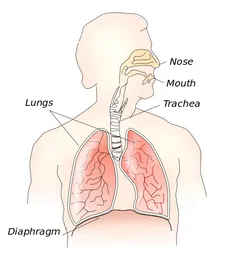 دیافراگم (Diaphragm) پرده‌ای متشکل از عضله مخطط (ارادی) د