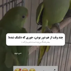 فقط احساسات این پرنده از خیلیا بیشتره🙃