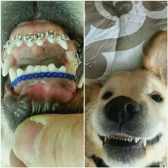 دندون سگ رو ارتودنسی کردن که قشنگ بخنده !