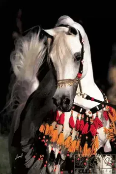 چه زیباست این اسب ..