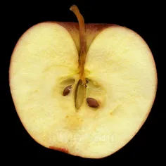 🔴 هسته سیب حاوی سیانید است ، خوردن هسته های ۲۰ عدد سیب می