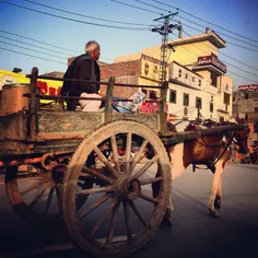 Everyday life in Lahore- one of the most common sights on