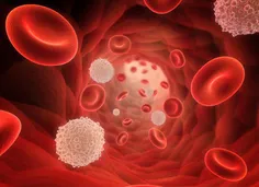 گلبول های قرمز خون وظیفه حمل اکسیژن به بافت های بدن را بر