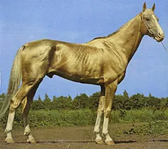 اسب ترکمن طلایی