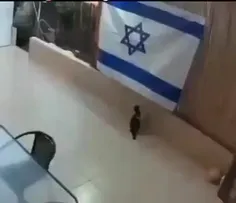 🎥 بعد از کلاغ های ضد صهیونیسم، ویدئوی این گربه ی ضد اسرائ