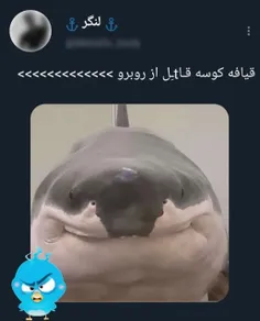 به شدت کیوت