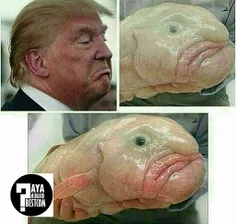 😅 ماهی حبابی (Blobfish) عنوان زشـــت ترین حیوان جهان را ب