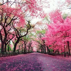 پارک زیبای نیویورک،آمریکا