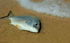 ماهی به دریاگفت : بی تو میمیرم