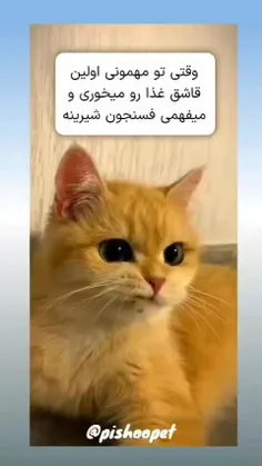 کسی هست اینجا دوسش داشته باشه😥