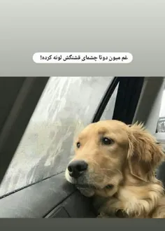 اوخی خودااا🥺🐕