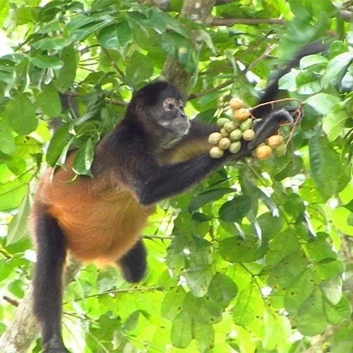 یک پژوهش جدید روی یک نوع خاص از میمون های پاناما نشان می 